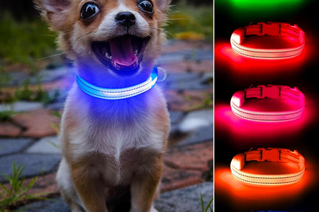 Puppy LED Dog Collars - USB Rechargeable Light up Dog Collar Adjustable Reflective Pet Collars Keep Your Small Dogs and Cats Be Seen & Safe in the Dark (XS, Royal Blue)