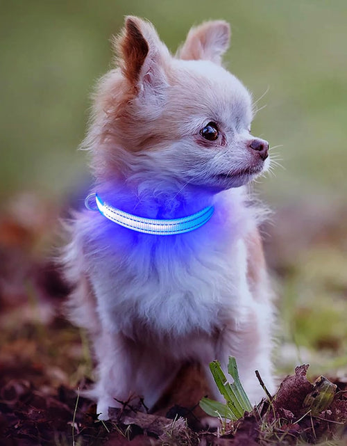 Load image into Gallery viewer, Puppy LED Dog Collars - USB Rechargeable Light up Dog Collar Adjustable Reflective Pet Collars Keep Your Small Dogs and Cats Be Seen &amp; Safe in the Dark (XS, Royal Blue)

